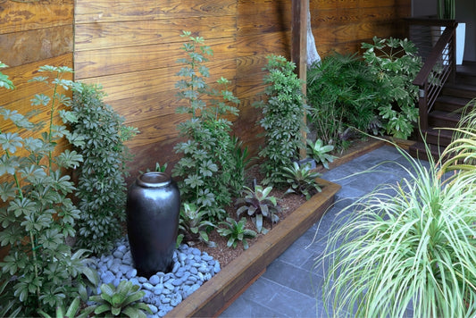 Schefflera arboricola | Dwarf Umbrella Plant 3g