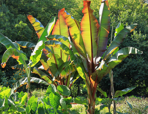 Ensete ventricosum Maurelii | Red Abyssinian 'Banana' 5g