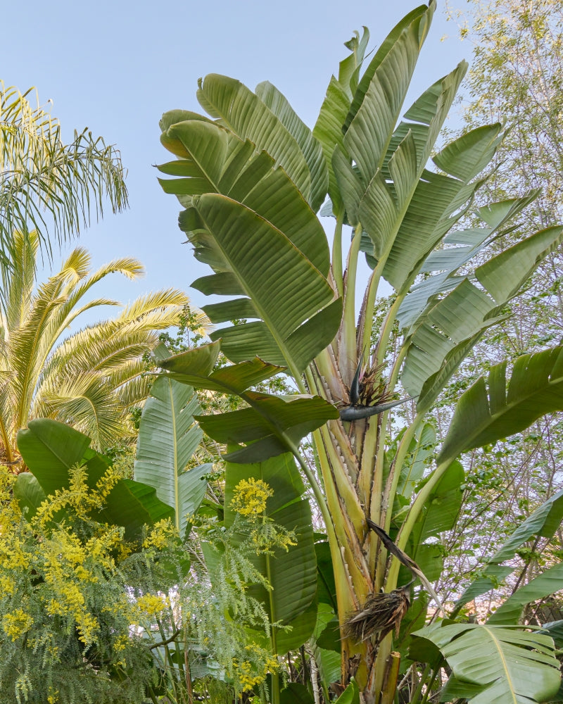 Strelitzia nicolai | 'Giant White Bird of Paradise' 3g