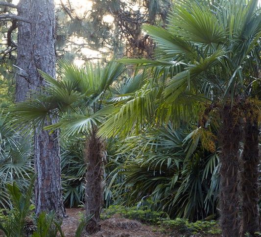 Trachycarpus fortunei 1g
