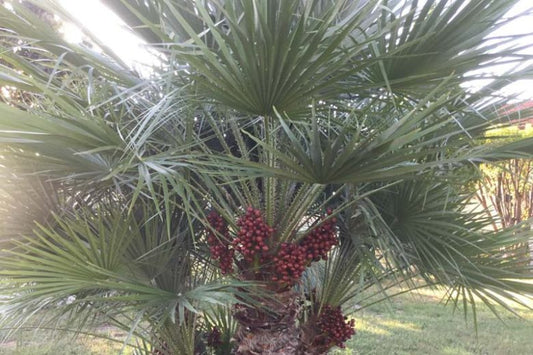 Chamaerops humilis 3g