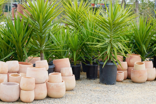 Yucca elephantipes 5g - Spineless Yucca