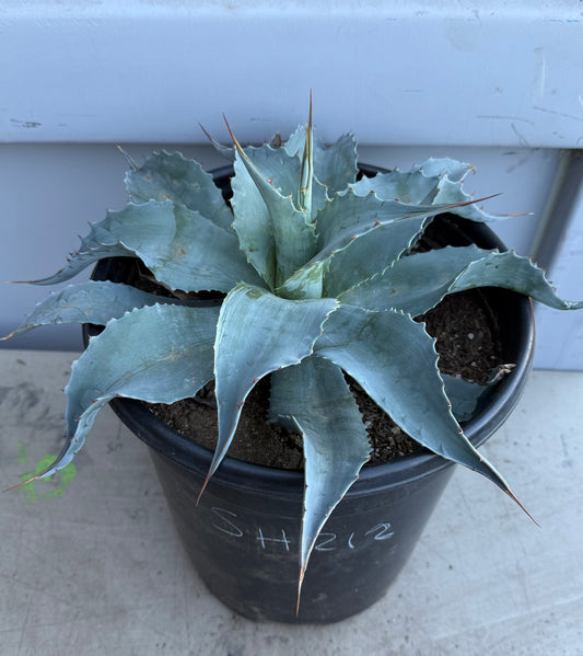 Whale's Tongue Agave SH212 | Agave ovatifolia