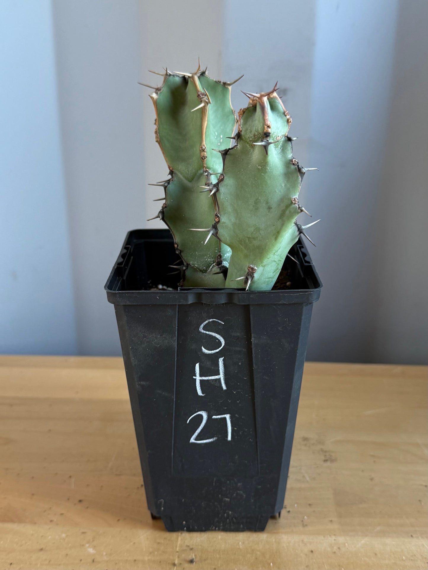 Euphorbia coerulescens SH27