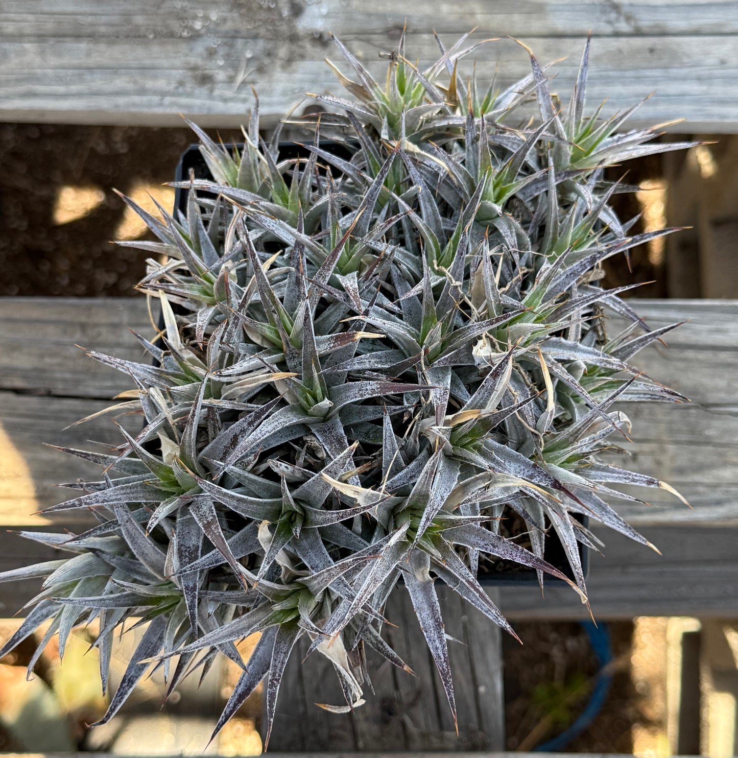Abromeitiella brevifolia S13 | Deuterocohnia brevifolia