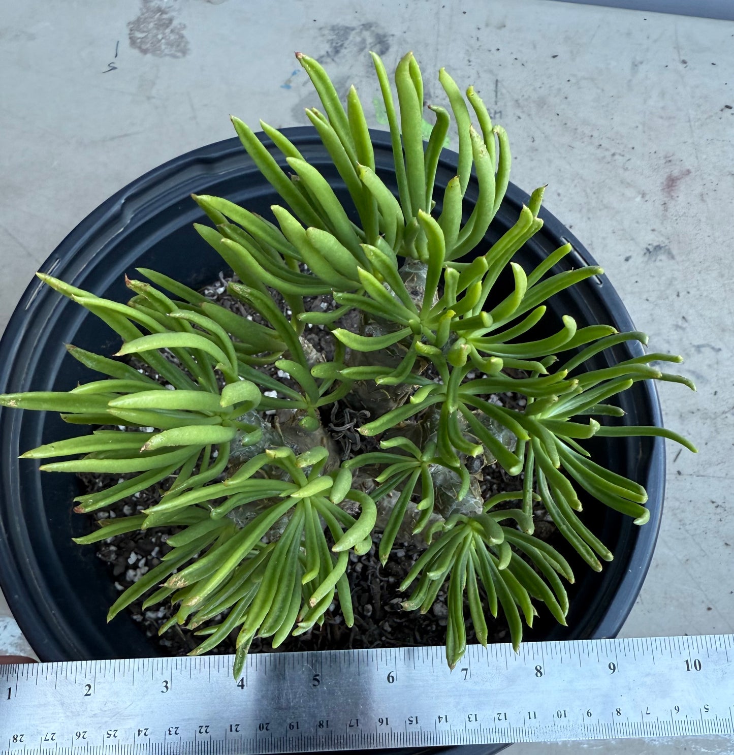 5gal Tylecodon dinteri SH190