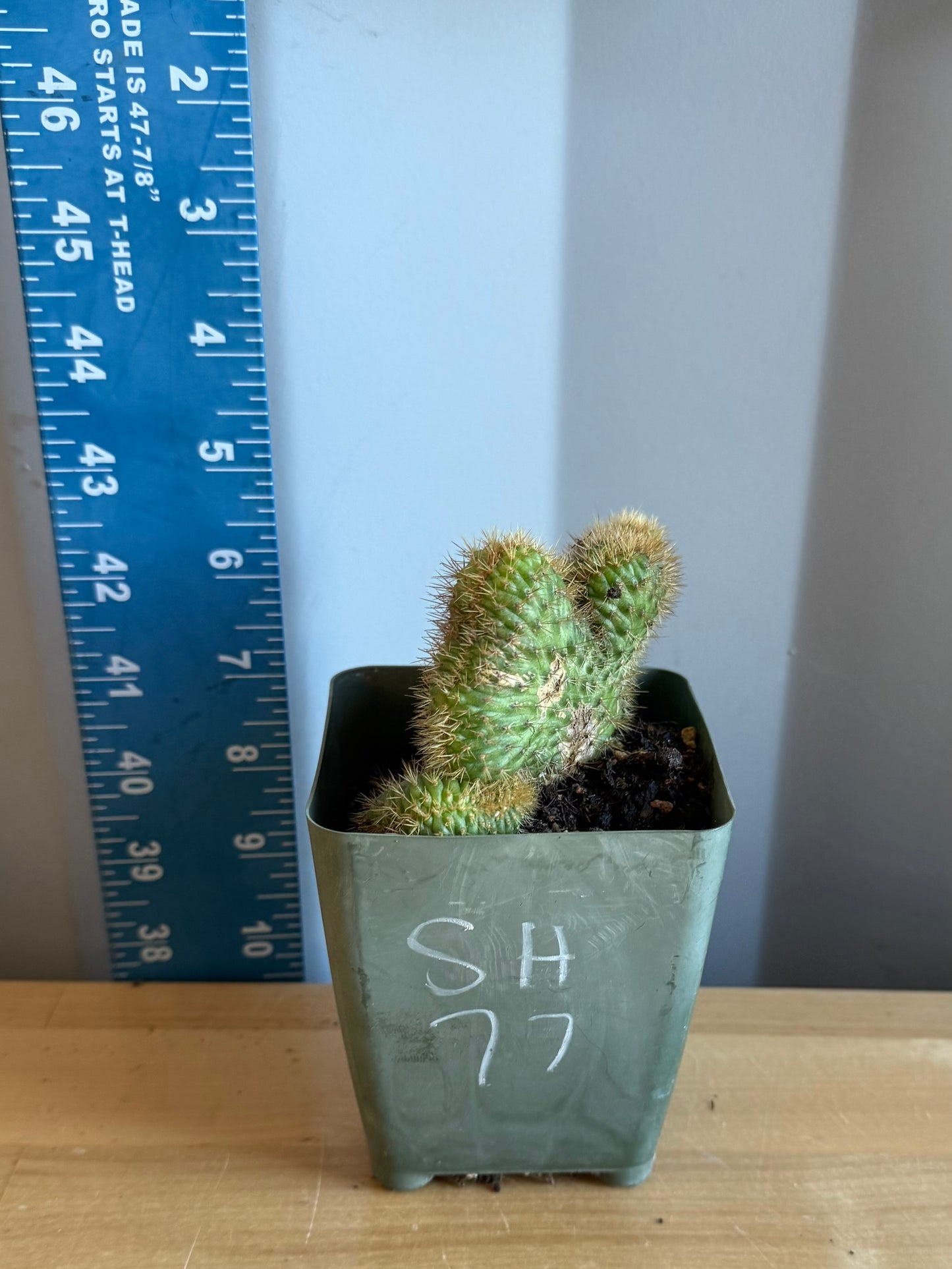 Crested Golden 'Rat Tail' Cactus | Cleistocactus winteri cristata SH77