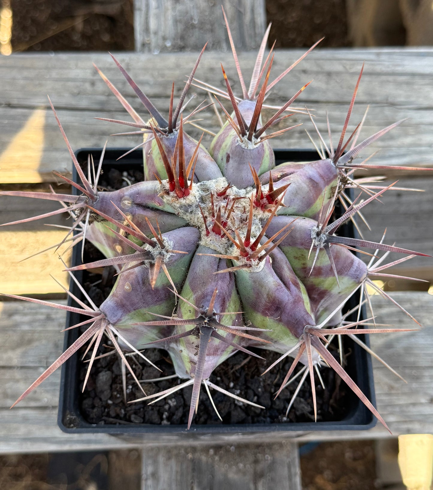 Echinocactus ingens var. grandis S40 | Echinocactus platyacanthus var. grandis