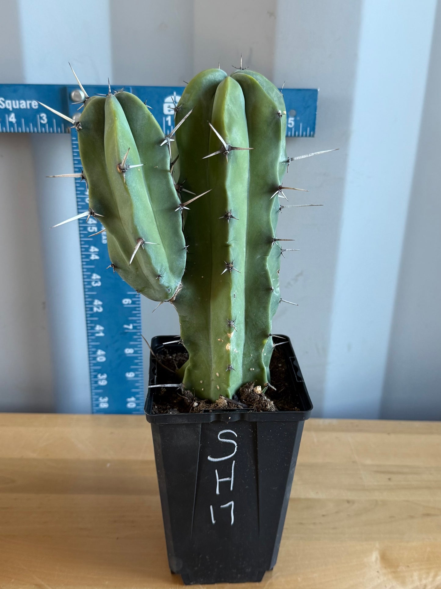 Myrtillocactus geometrizans SH17