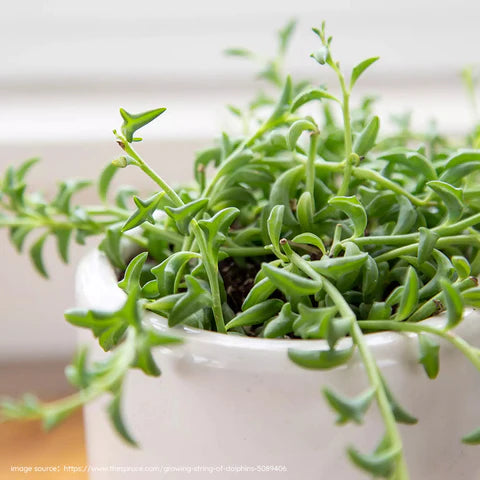 Senecio peregrinus 'String of Dolphins' 6in