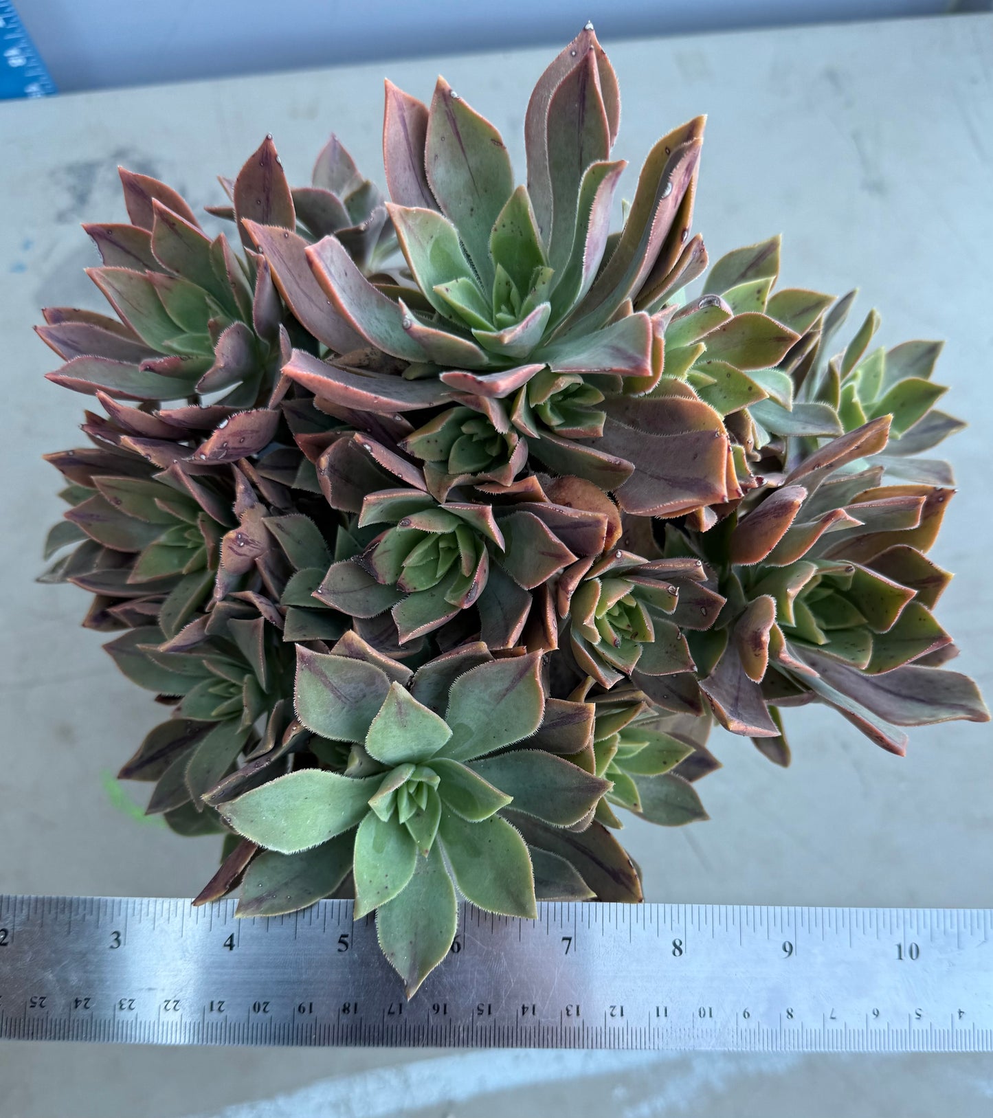Aeonium leucoblepharum SH178
