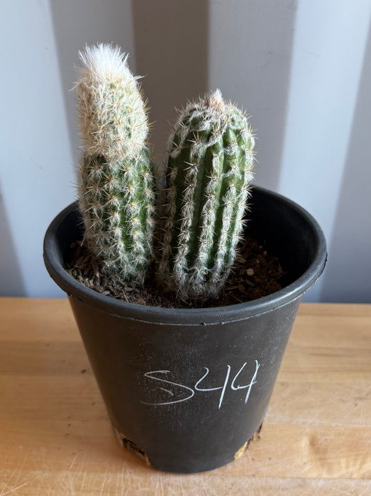 Old Man of the Andes | Oreocereus doelzianus S44