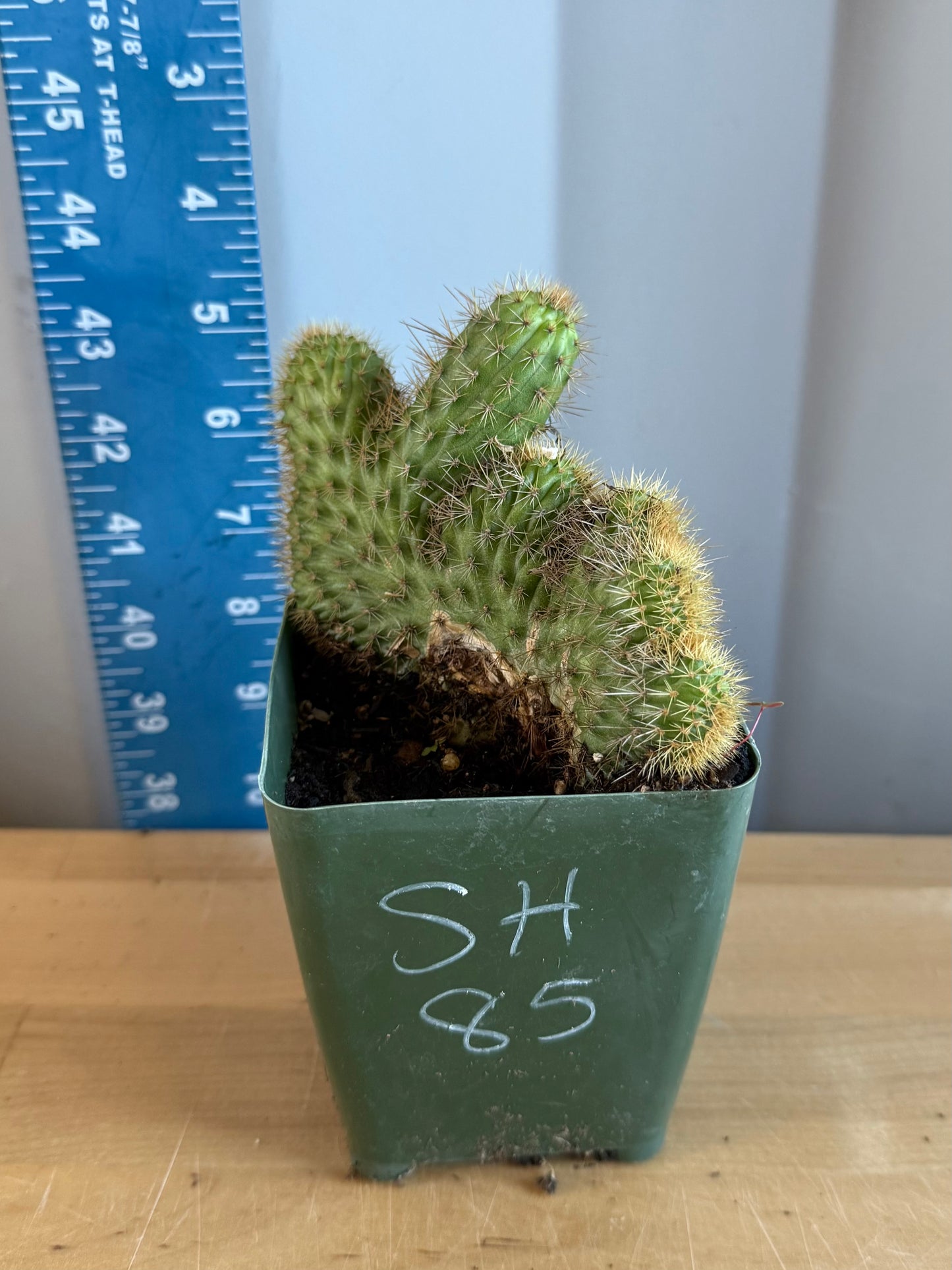 Crested Golden 'Rat Tail' Cactus | Cleistocactus winteri cristata SH85