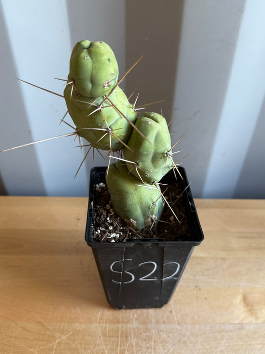 4-inch Monstrose Cactus S22