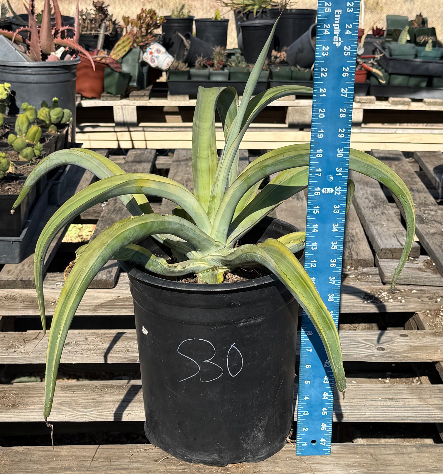 5-gal Variegated Octopus Agave S30 | Agave vilmoriniana