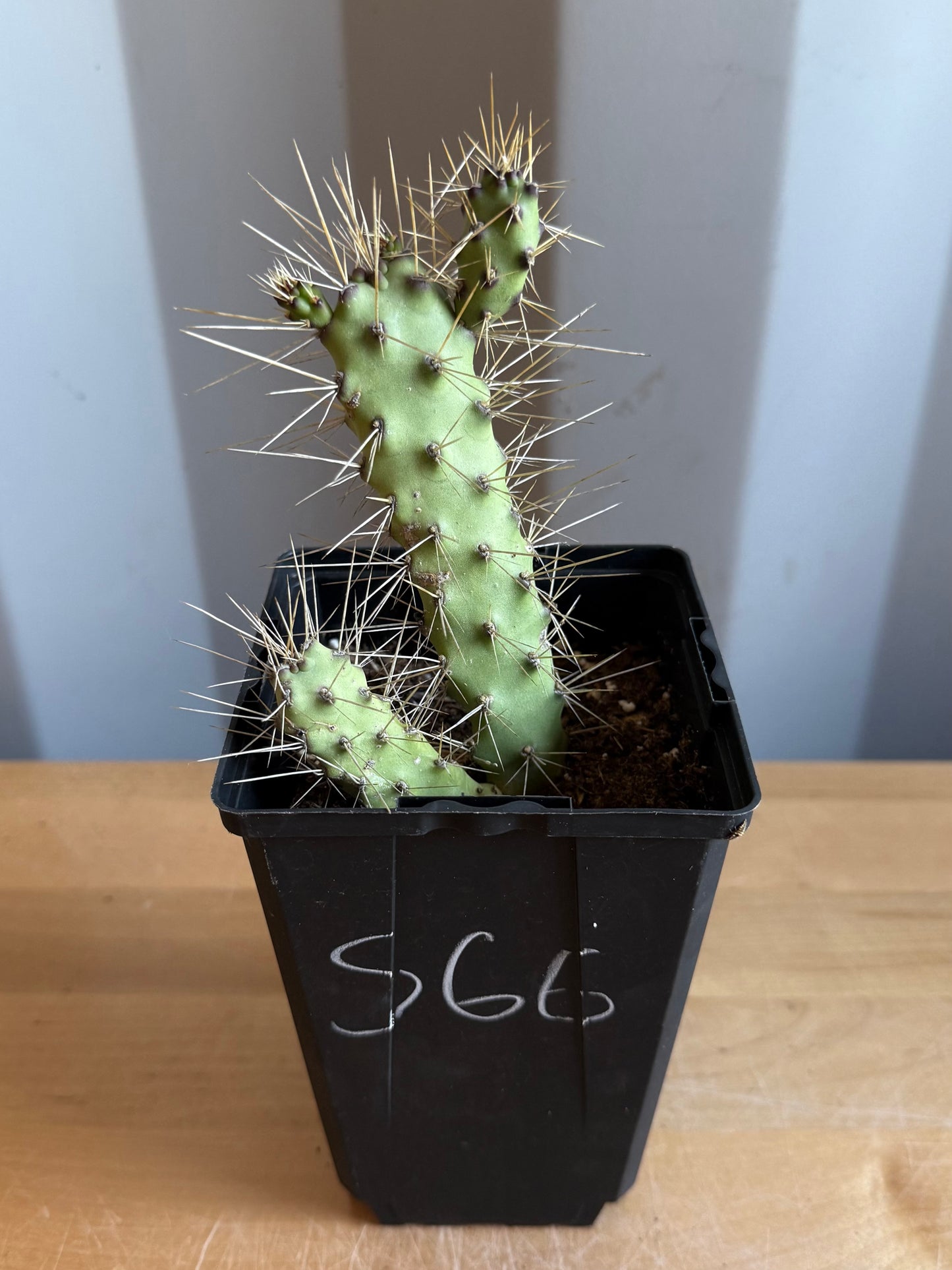 4-inch Opuntia Cactus S66