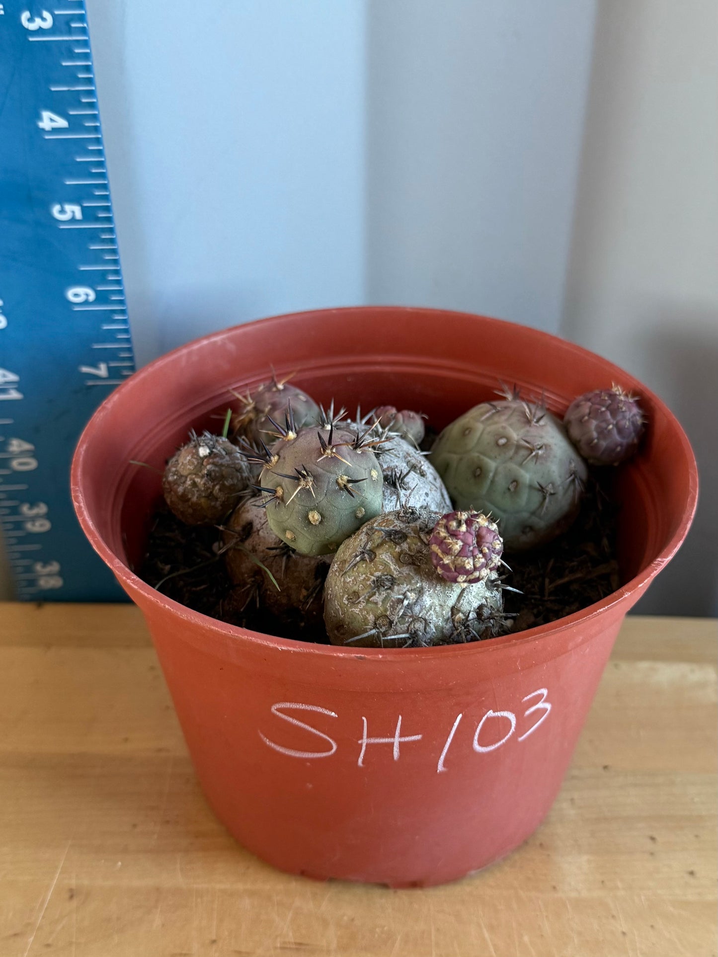 Tephrocactus Geometricus SH103