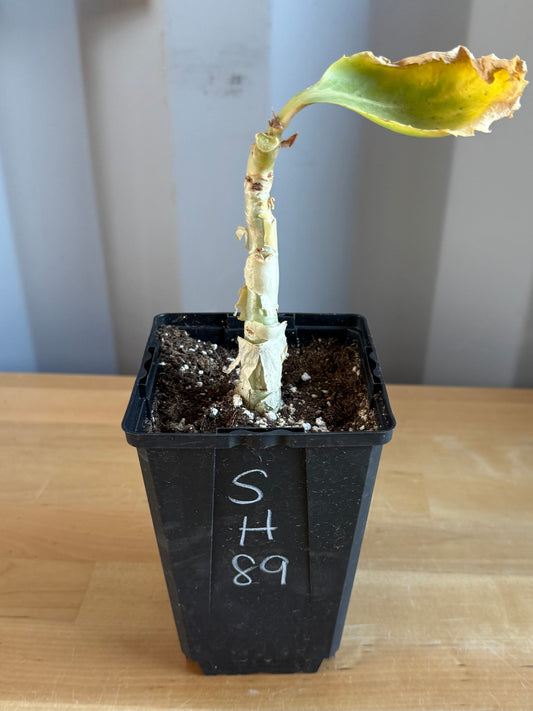 4-inch Cyphostemma cirrhosum SH89