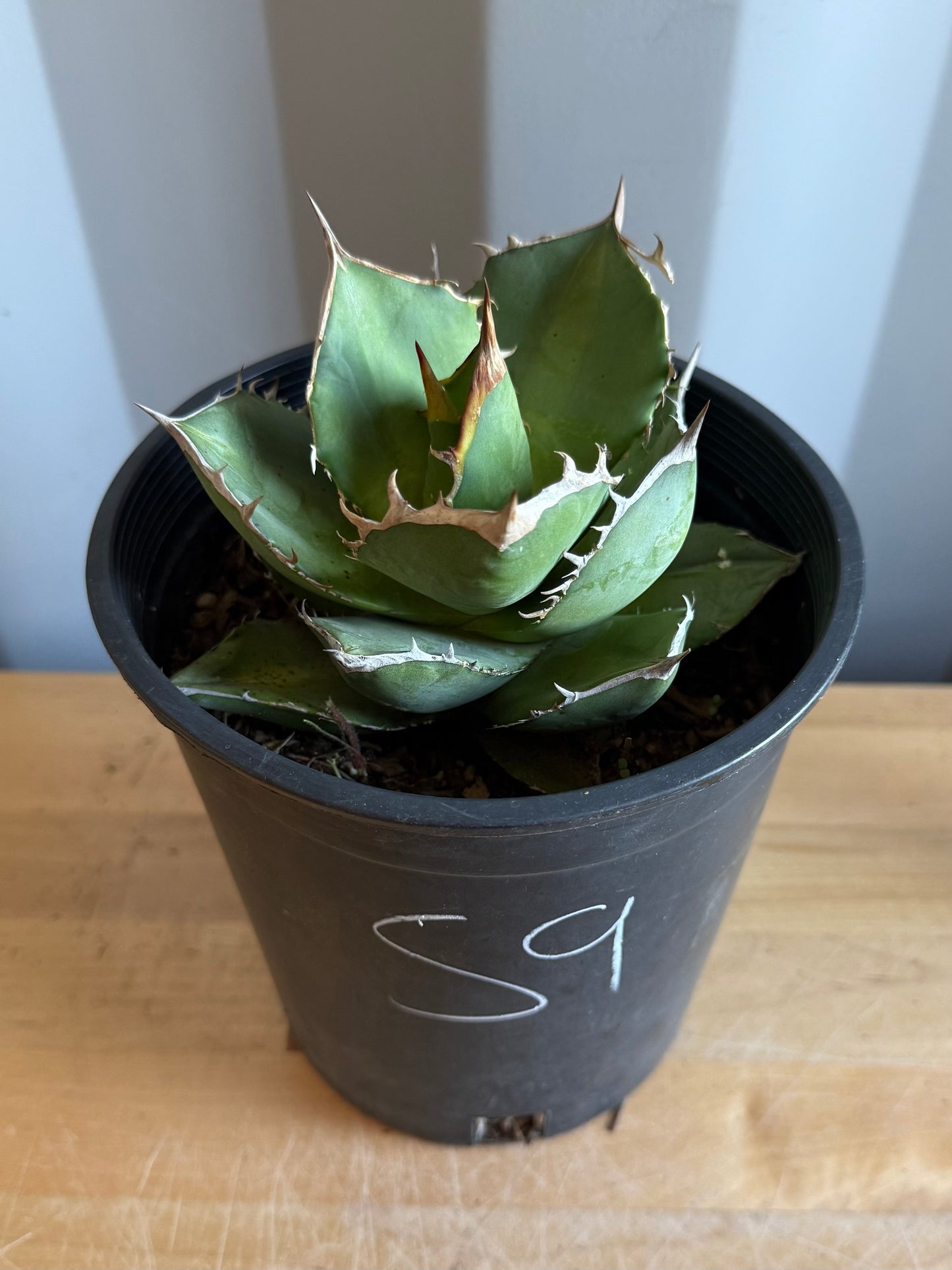 Agave titanota S9
