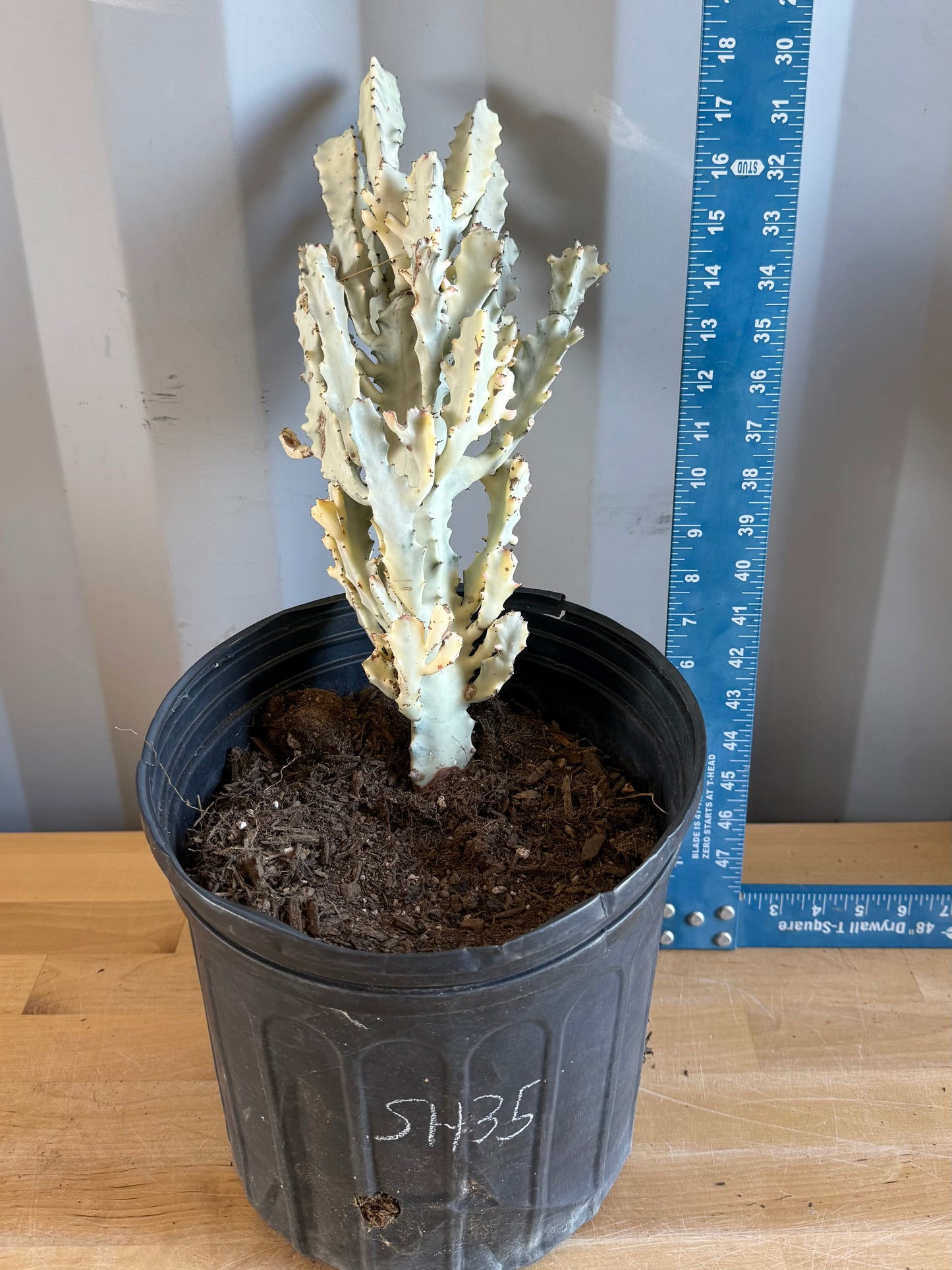 5gal ‘Dragon Bones’ | Euphorbia lactea variegata ‘White Ghost’ SH35