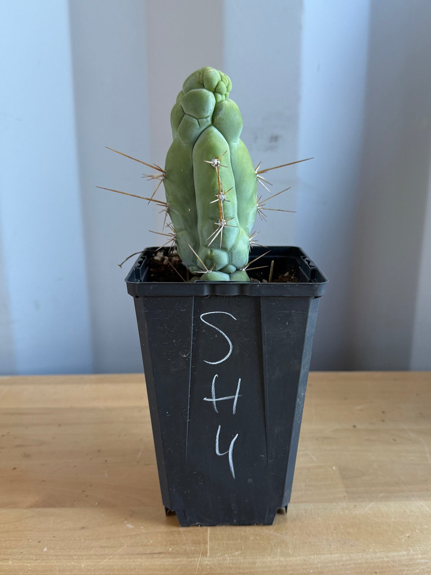 Bruce’s Dragon Cactus SH4