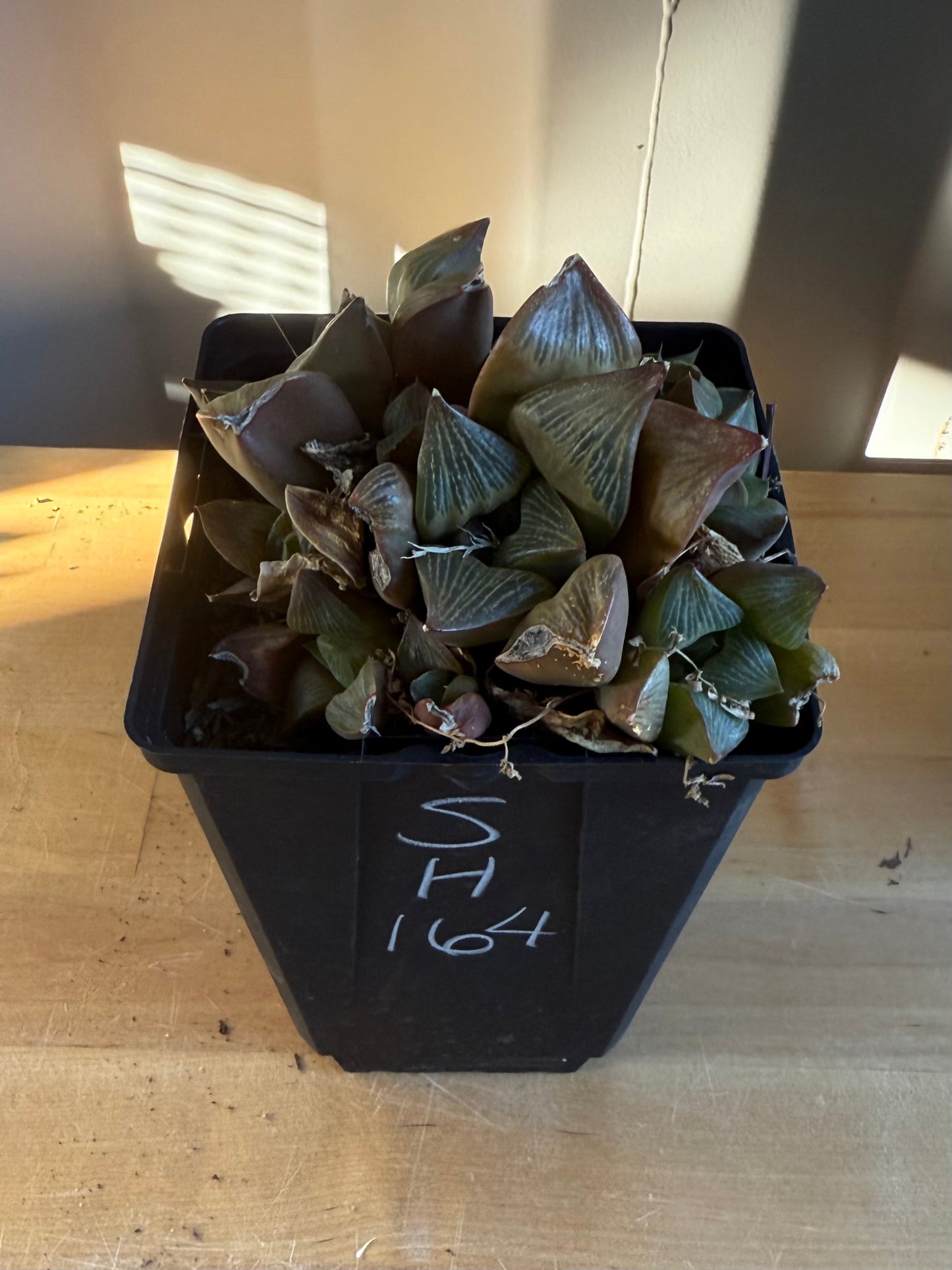 Haworthia retusa var. multilineata 4in