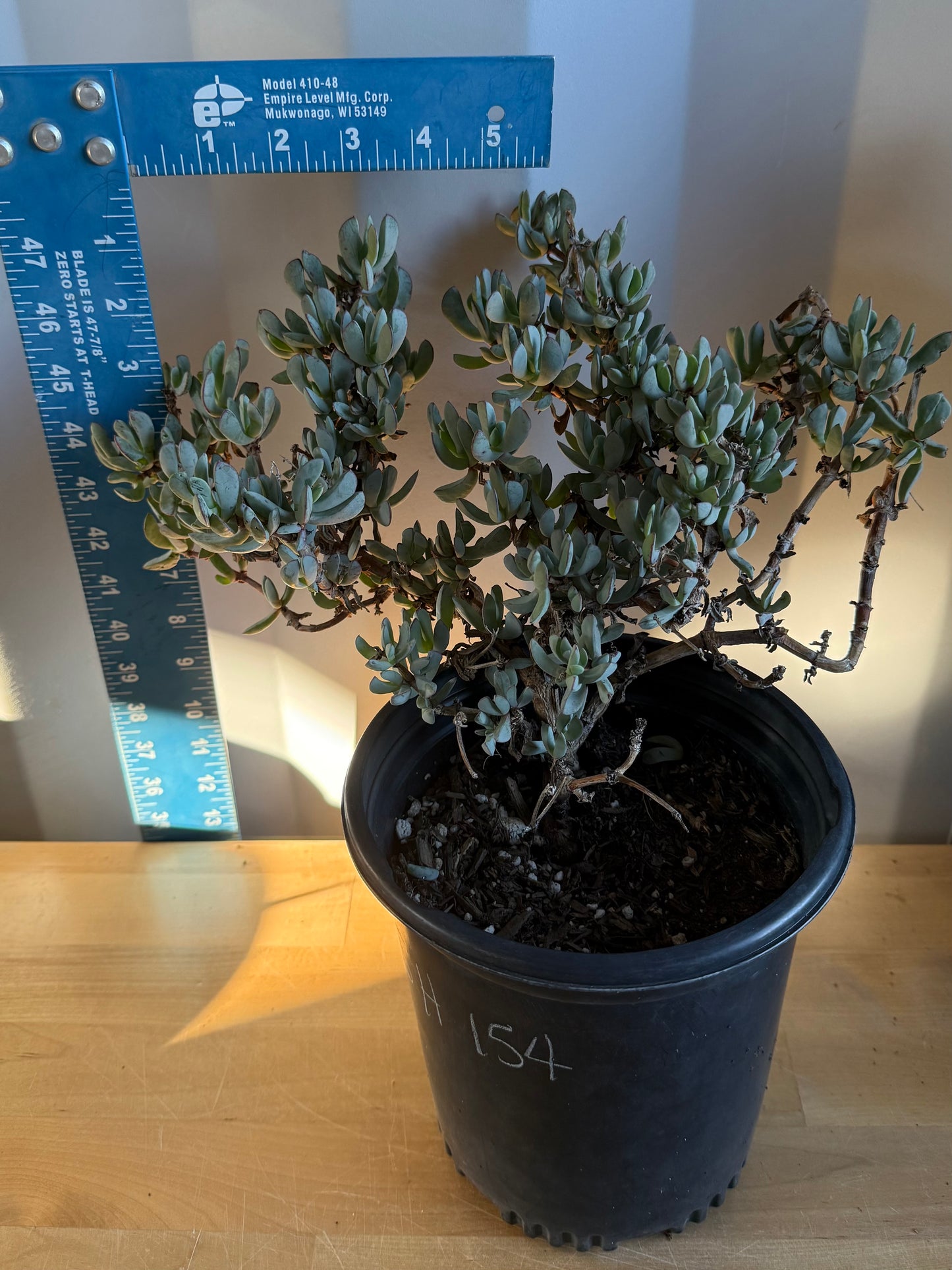 5gal Rare Ice Plant Shrub