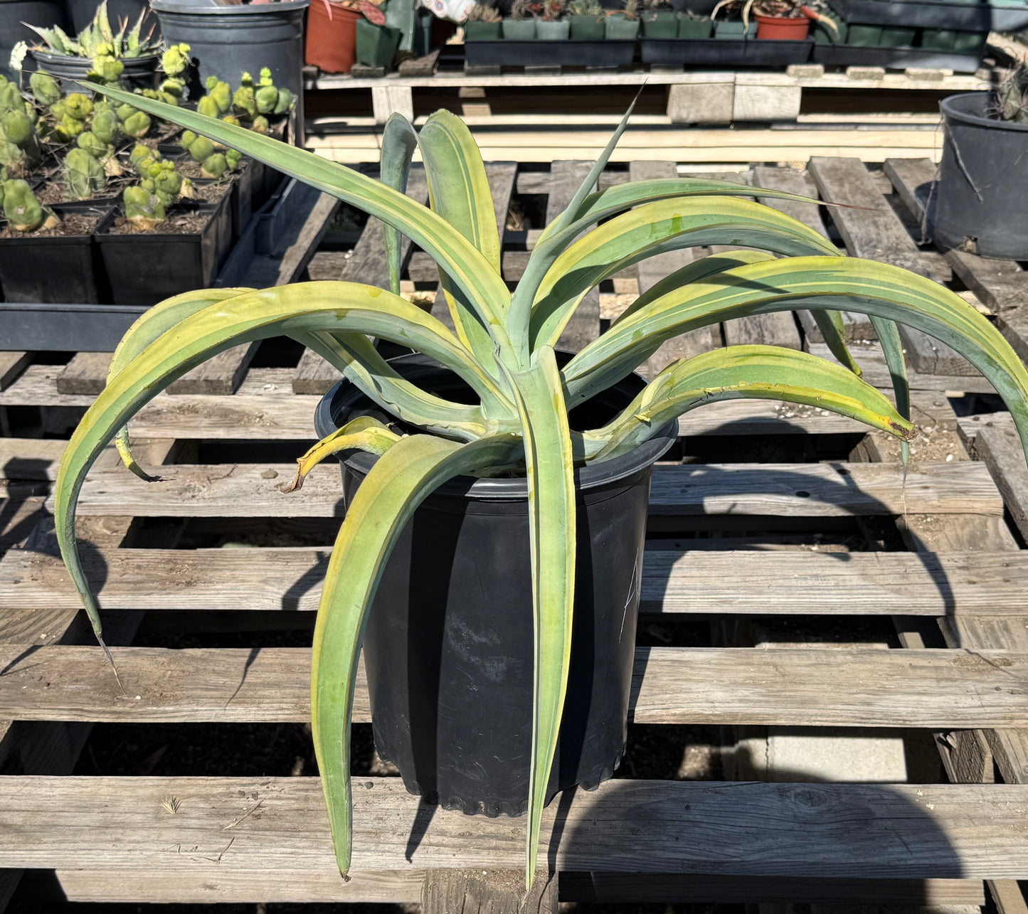 5-gal Octopus Variegated Agave S29 | Agave vilmoriniana