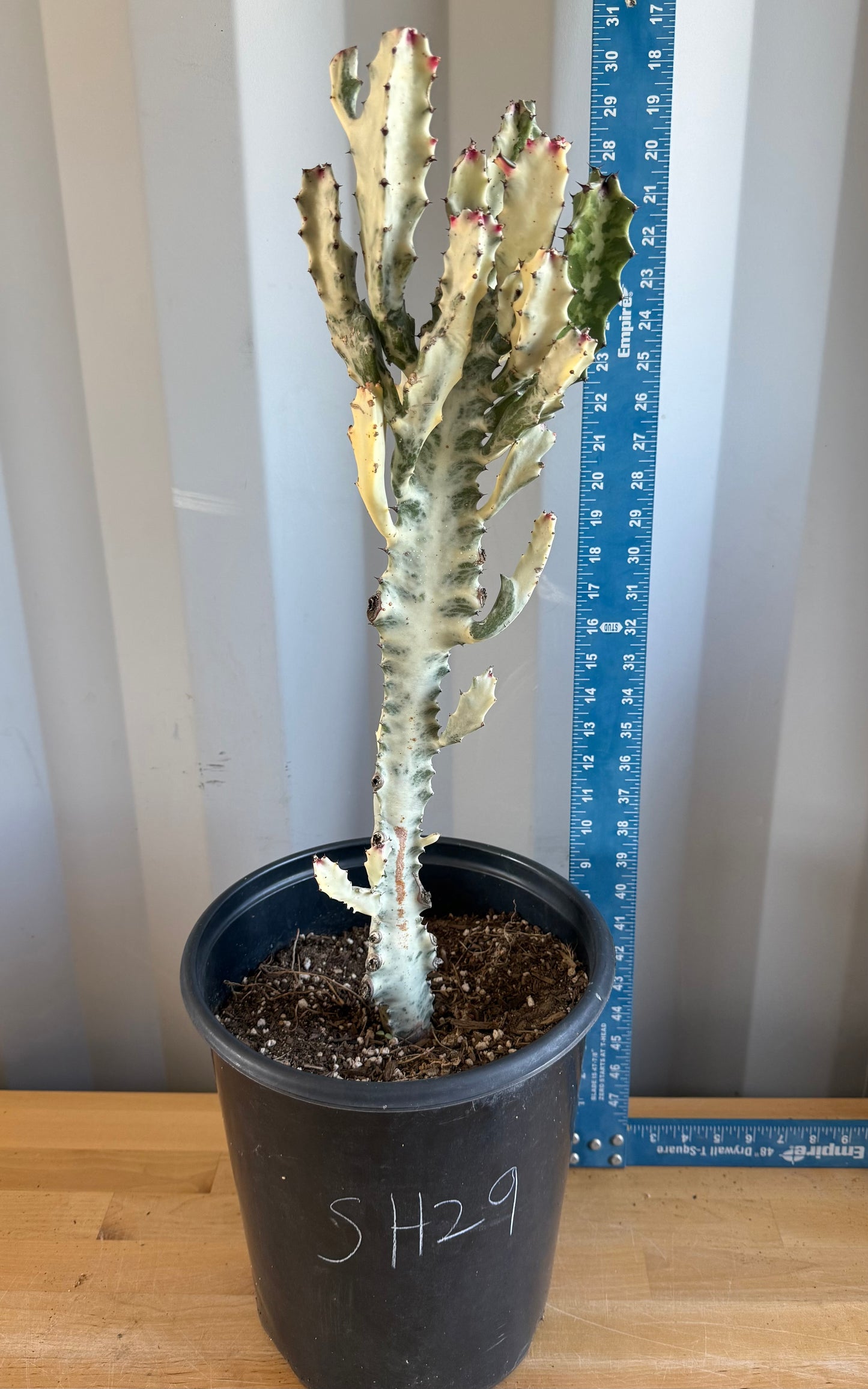 5gal ‘Dragon Bones’ | Euphorbia lactea variegata ‘White Ghost’ SH29