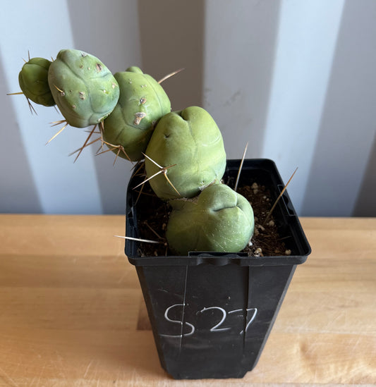4-inch Monstrose Cactus S27