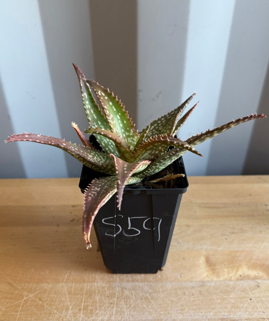 4-inch Aloe 'Cynthia Giddy' S59
