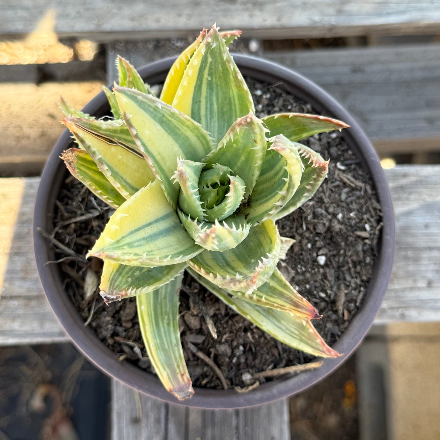 Variegated Aloe nobilis S52 | Golden Toothed Aloe