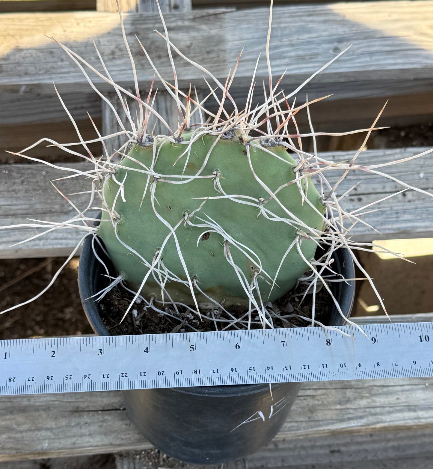 Opuntia sulphurea' AE33 | Sulphur Prickly Pear
