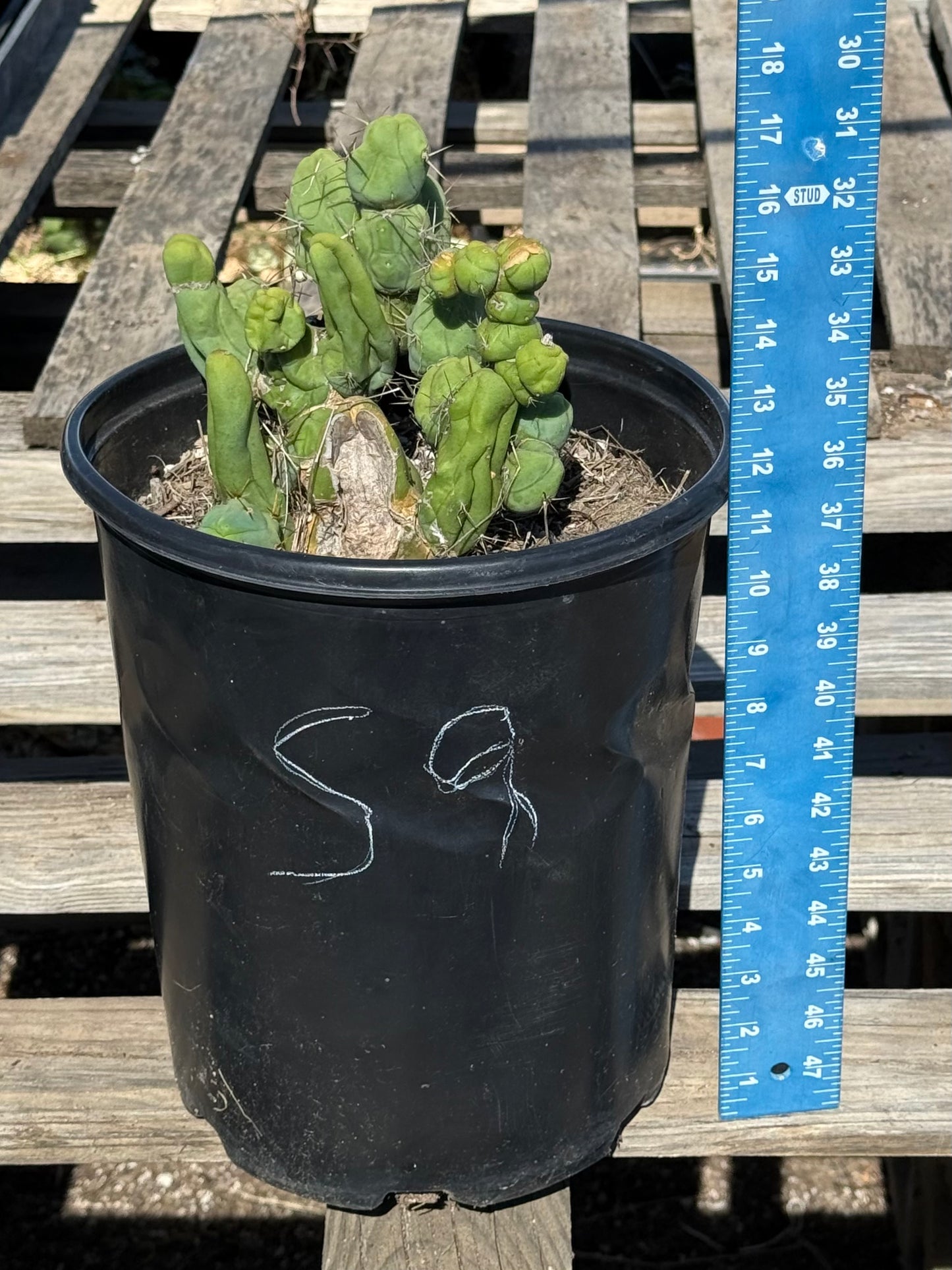 Monstrose Cactus S9