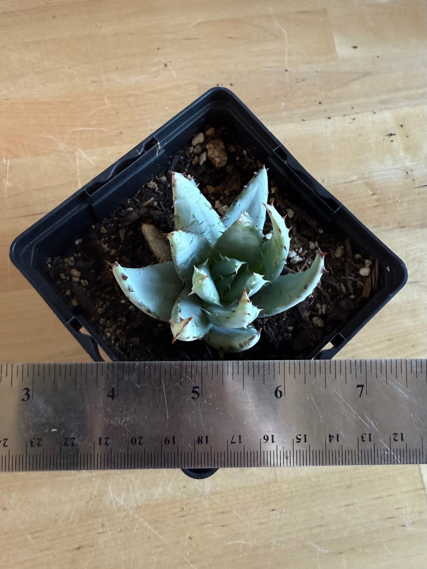 Fez Aloe SH133 | Aloe peglerae