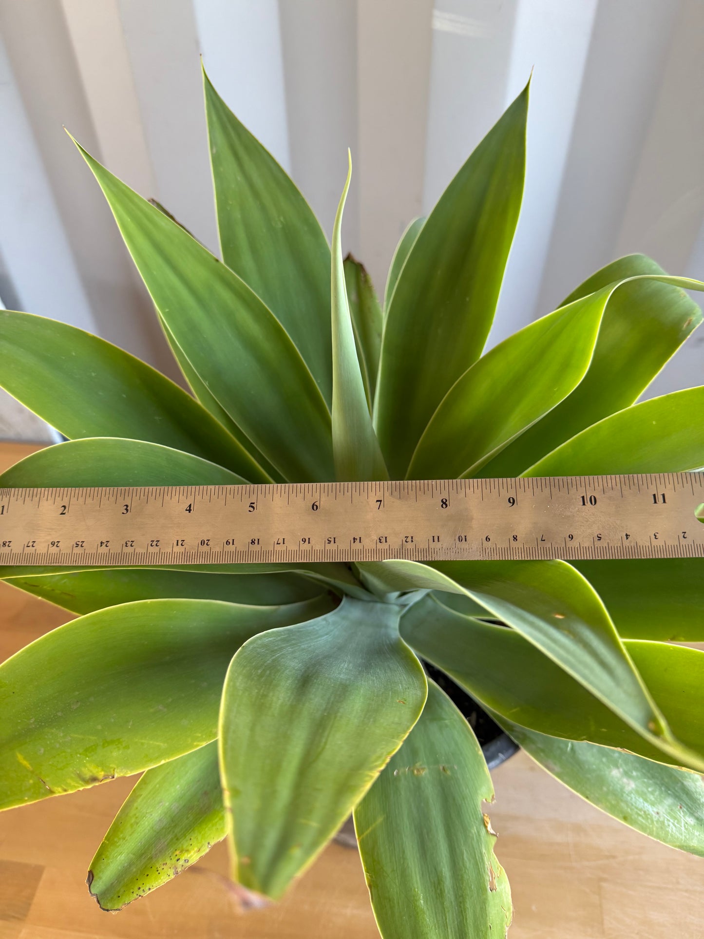 Foxtail Agave SH41 | Agave attenuata