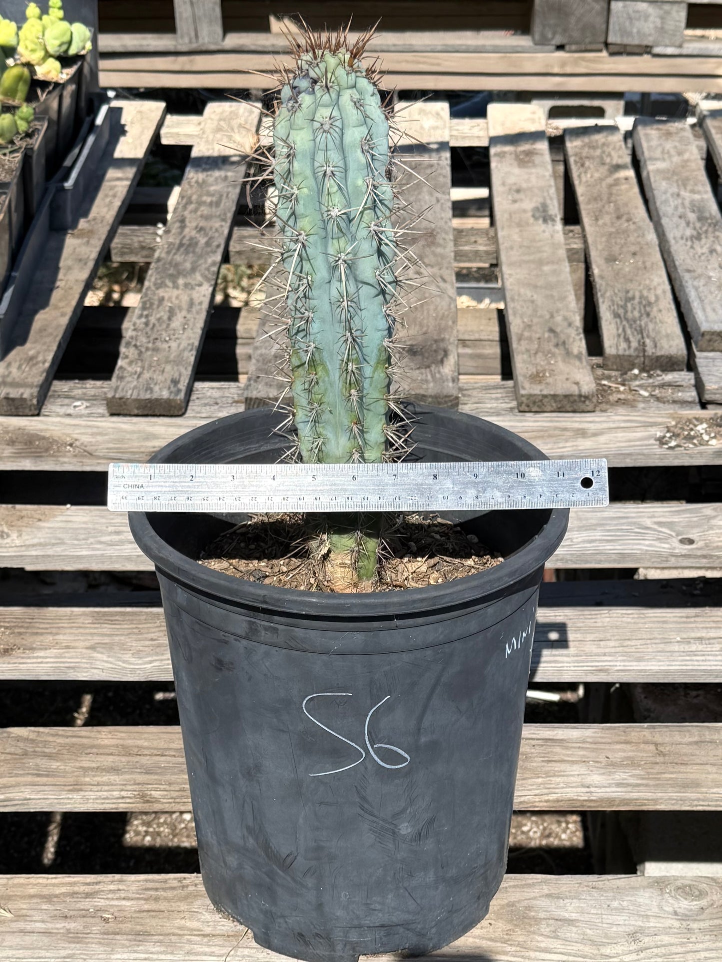 Browningia hertlingiana S6 | Blue Cereus