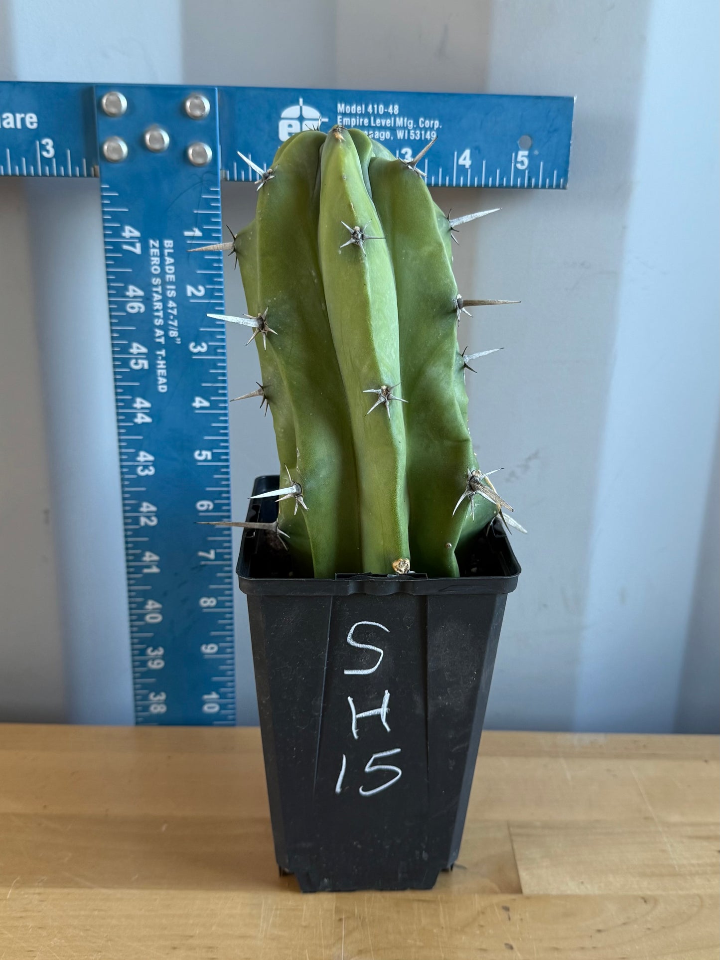 Myrtillocactus geometrizans SH15