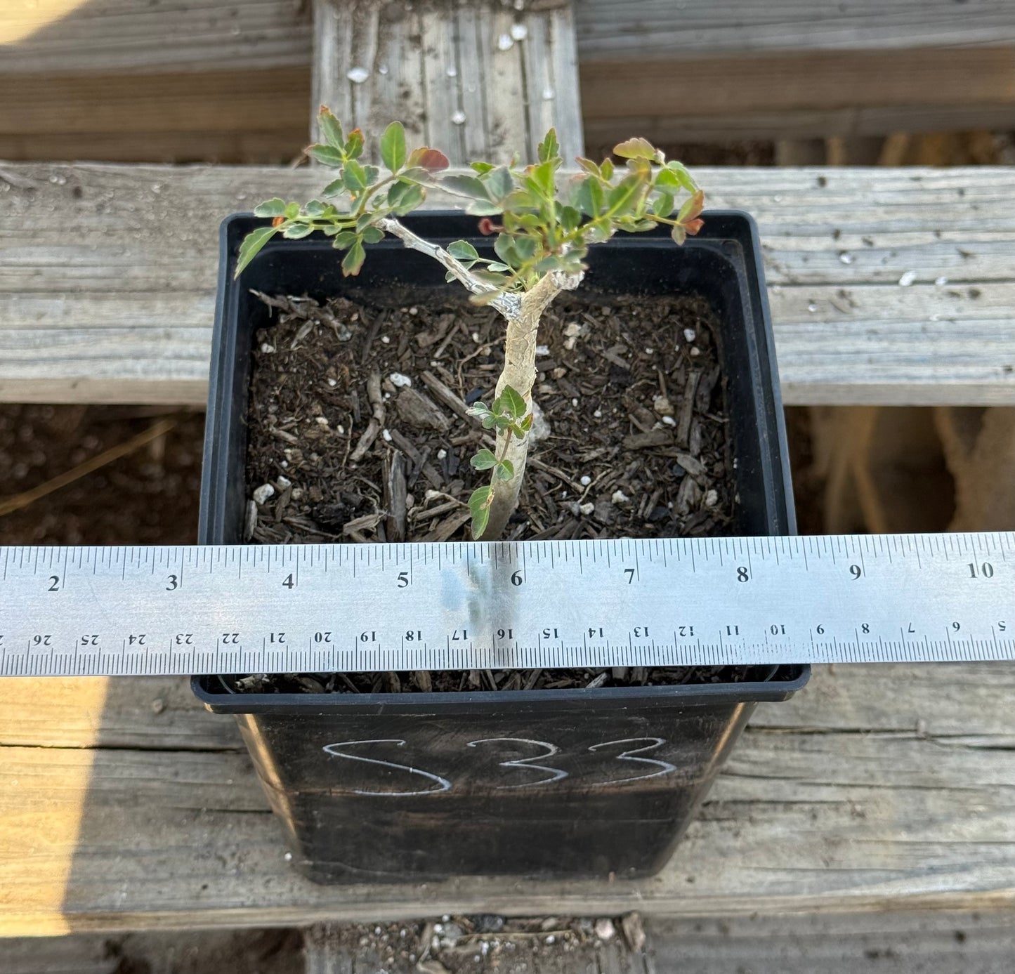 4in. Bursera fagaroides S33