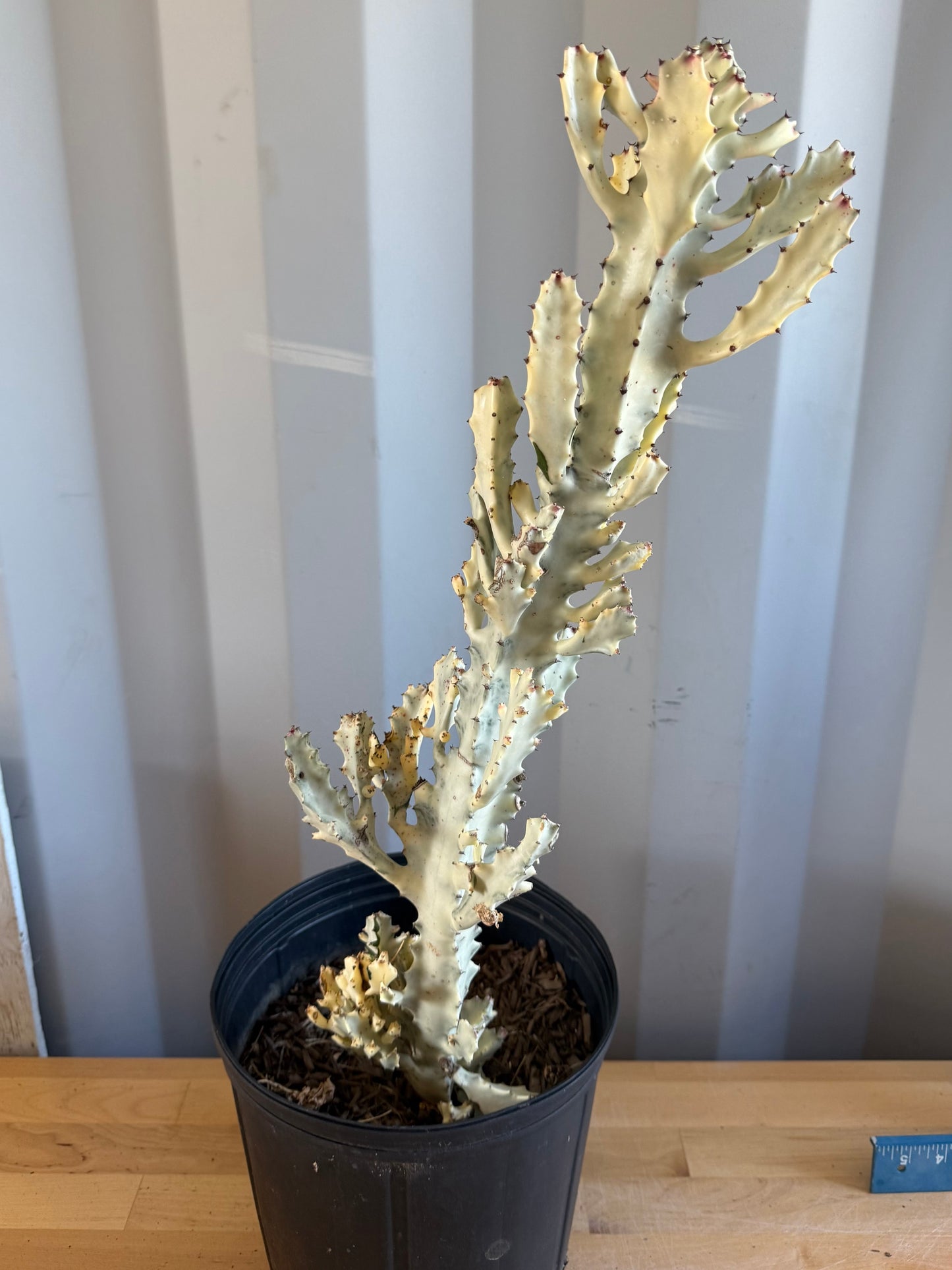 5gal ‘Dragon Bones’ | Euphorbia lactea variegata ‘White Ghost’ SH34