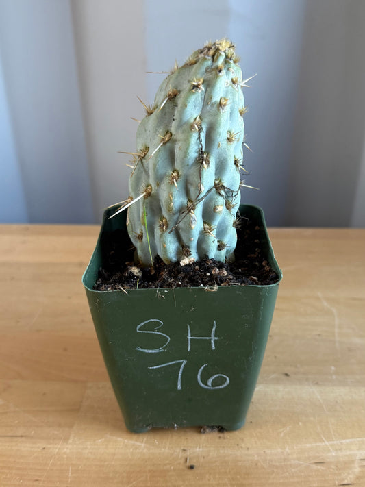 4-inch Miqueliopuntia miquelii SH76 | Opuntia miquelii