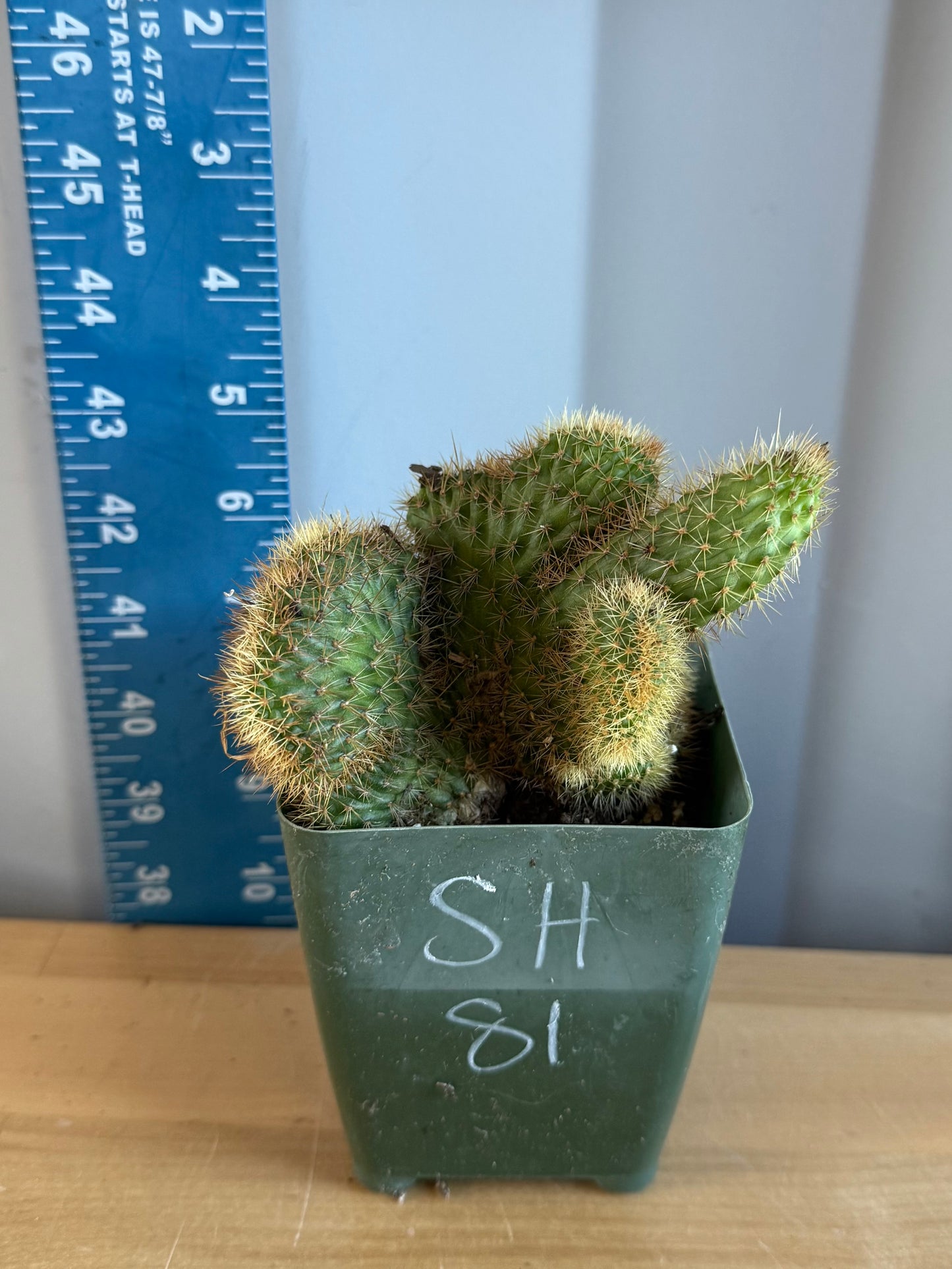 Crested Golden 'Rat Tail' Cactus | Cleistocactus winteri cristata SH81