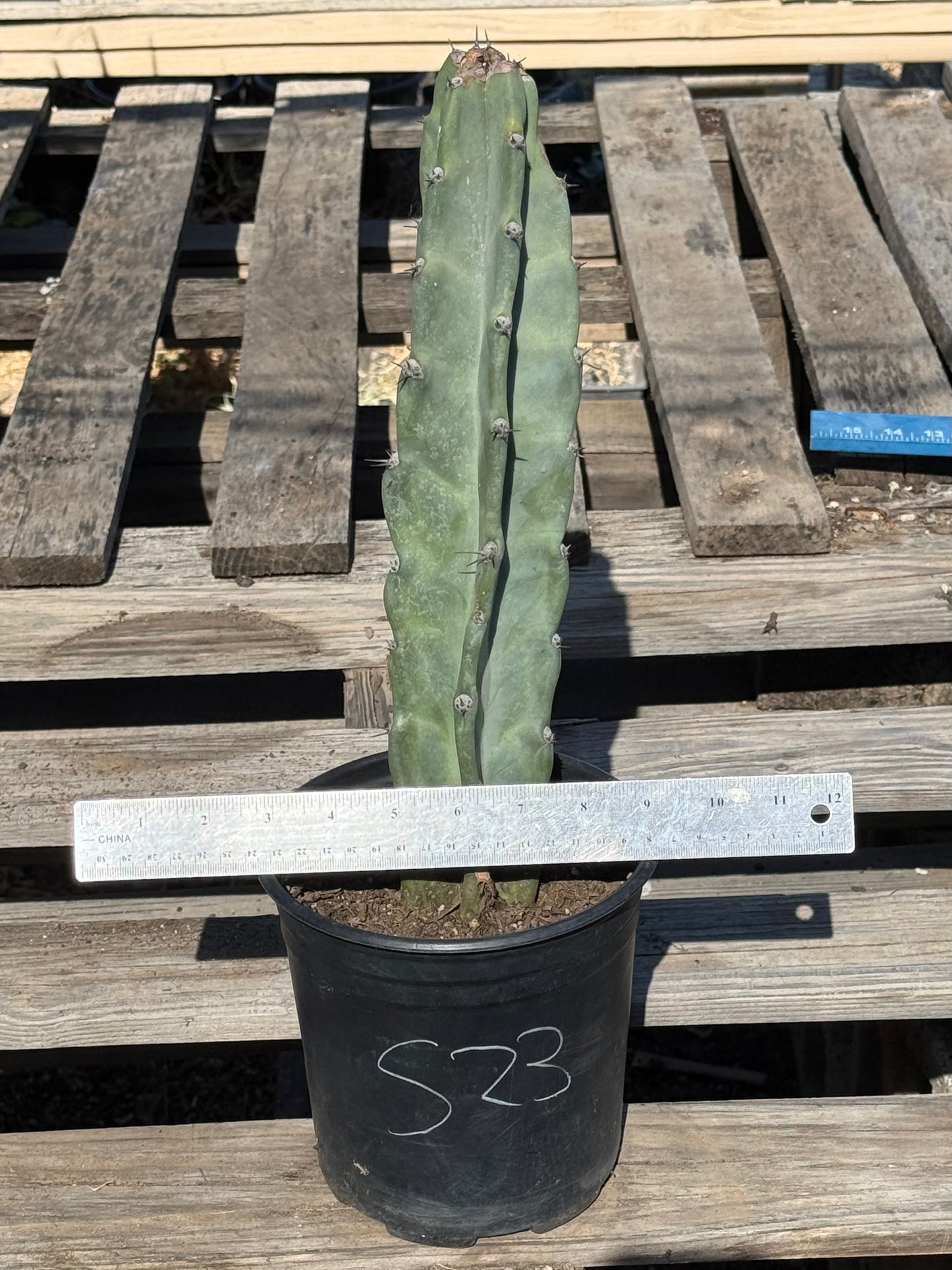 Cereus forbesii S23