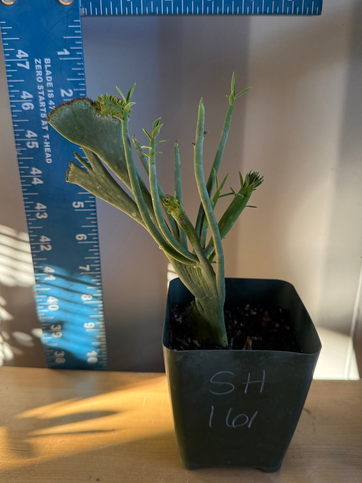 Crested Euphorbia mauritanica SH161