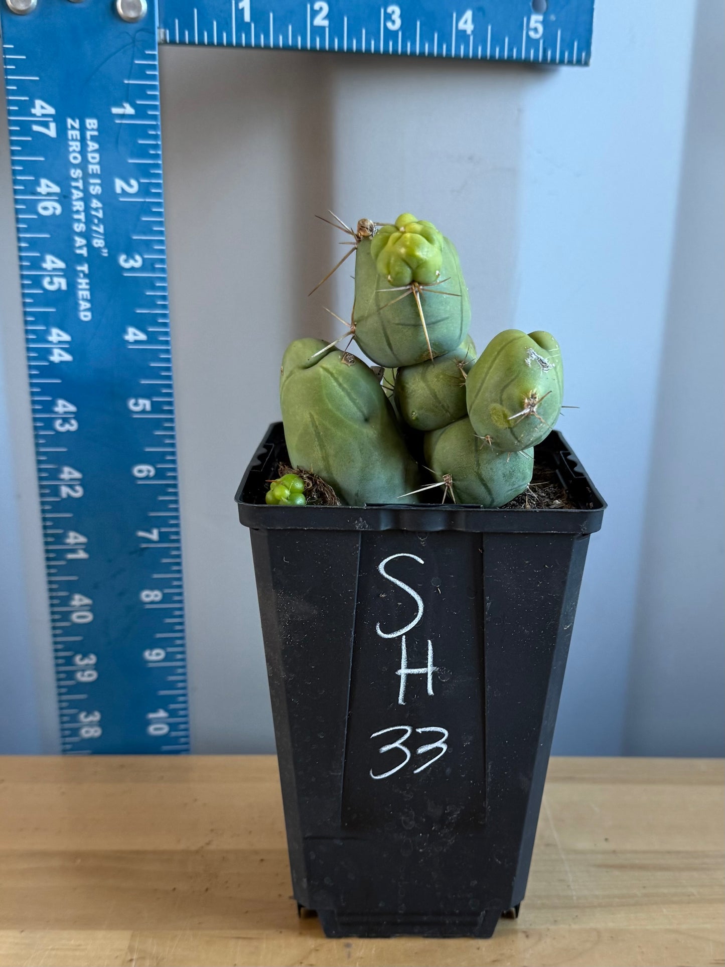 4-inch Monstrose Cactus SH33
