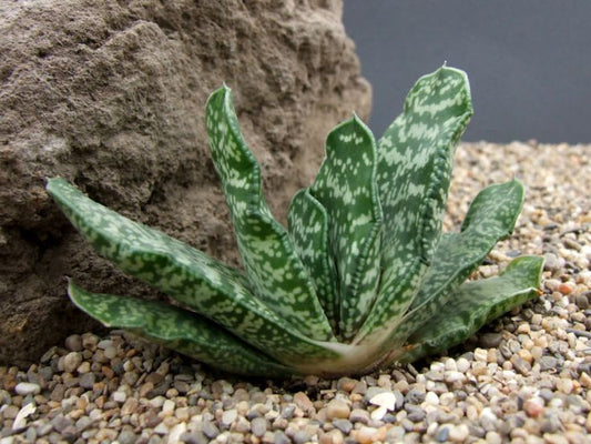 Gasteria disticha 6in