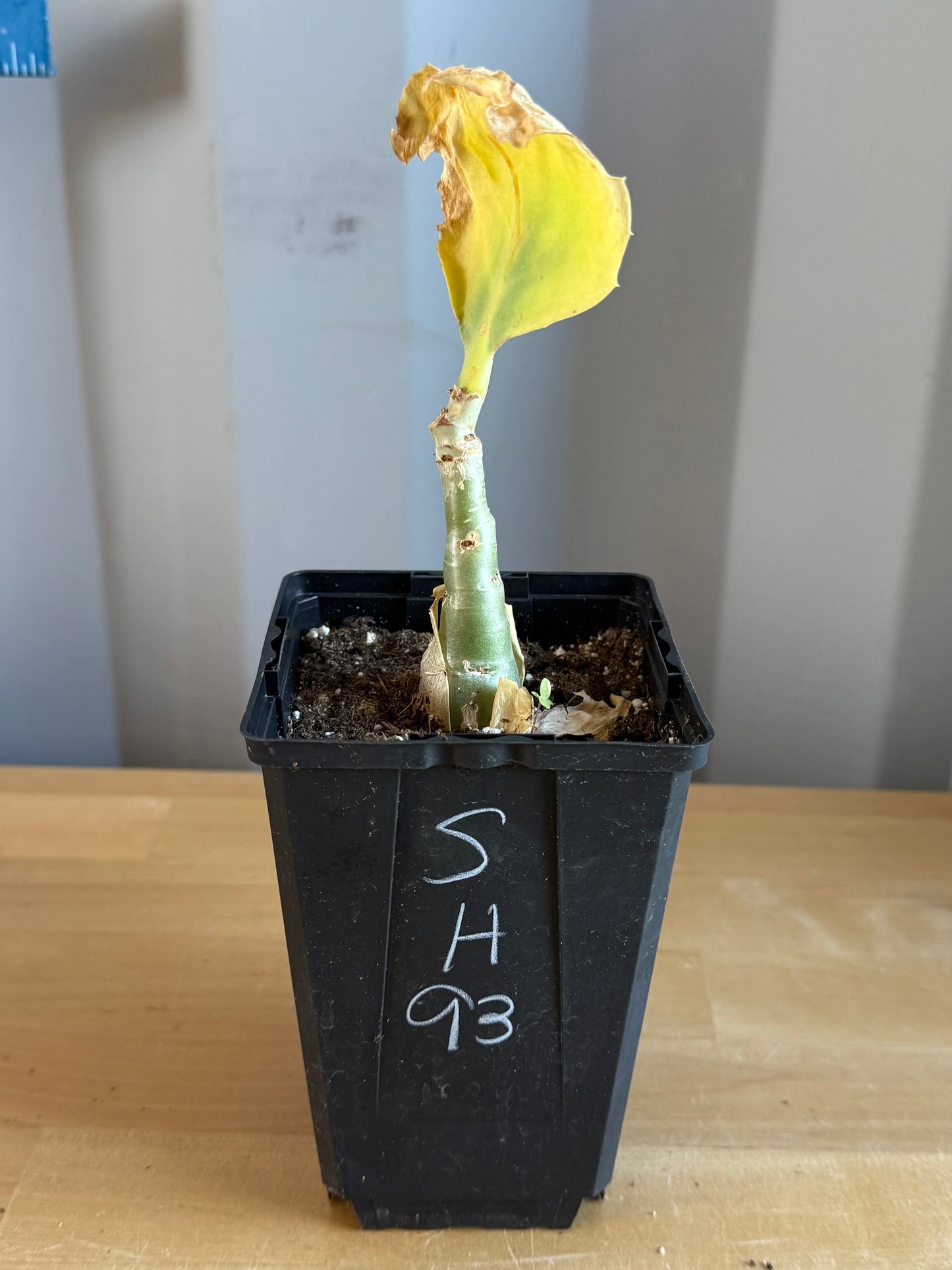 4-inch Cyphostemma cirrhosum SH93