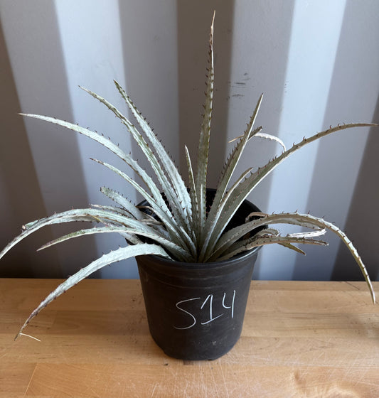 Silver Dyckia S14