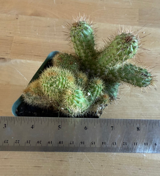 Crested Golden 'Rat Tail' Cactus | Cleistocactus winteri cristata SH79