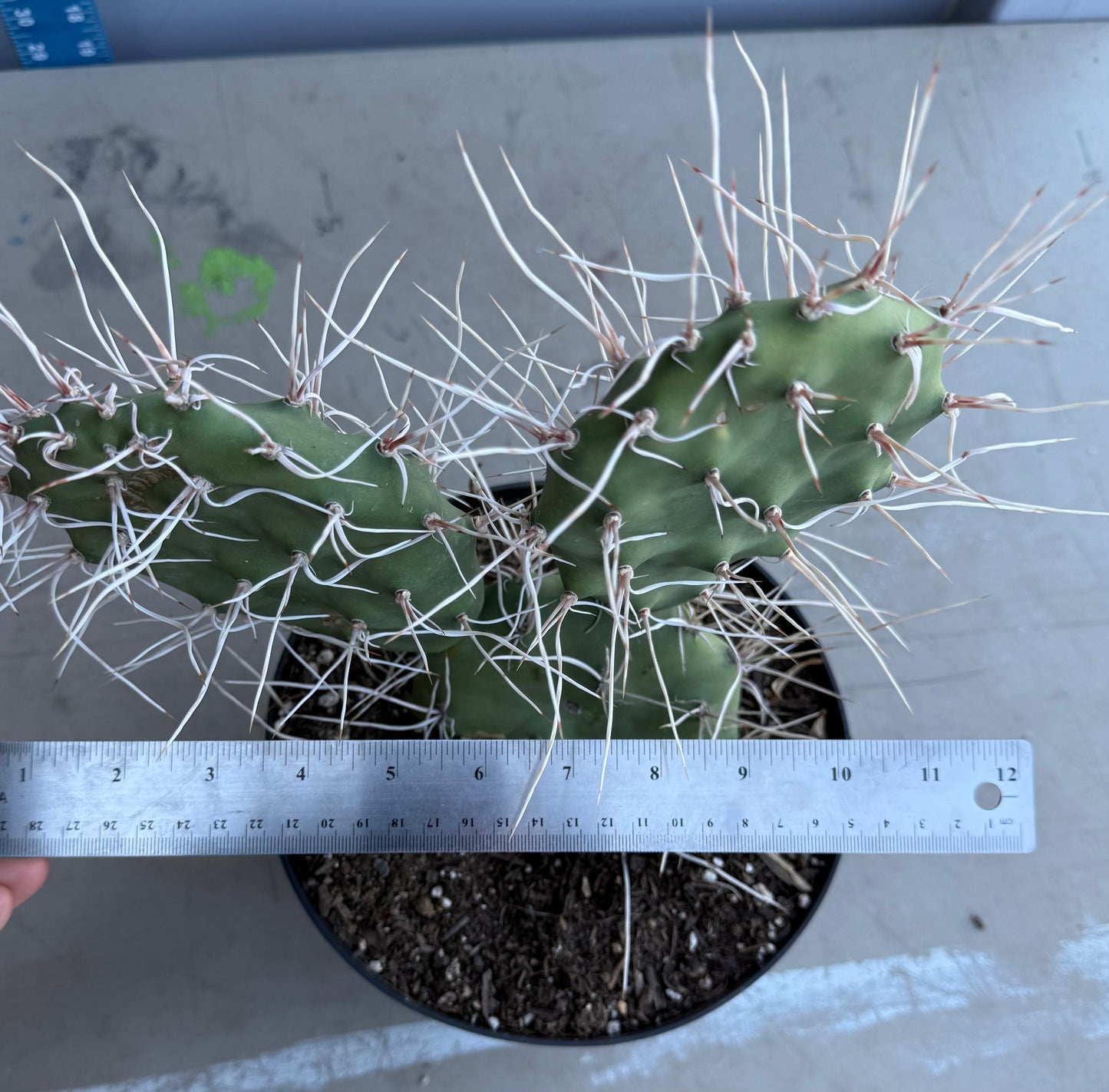 3gal Opuntia sulphurea' SH177 - Sulphur Prickly Pear